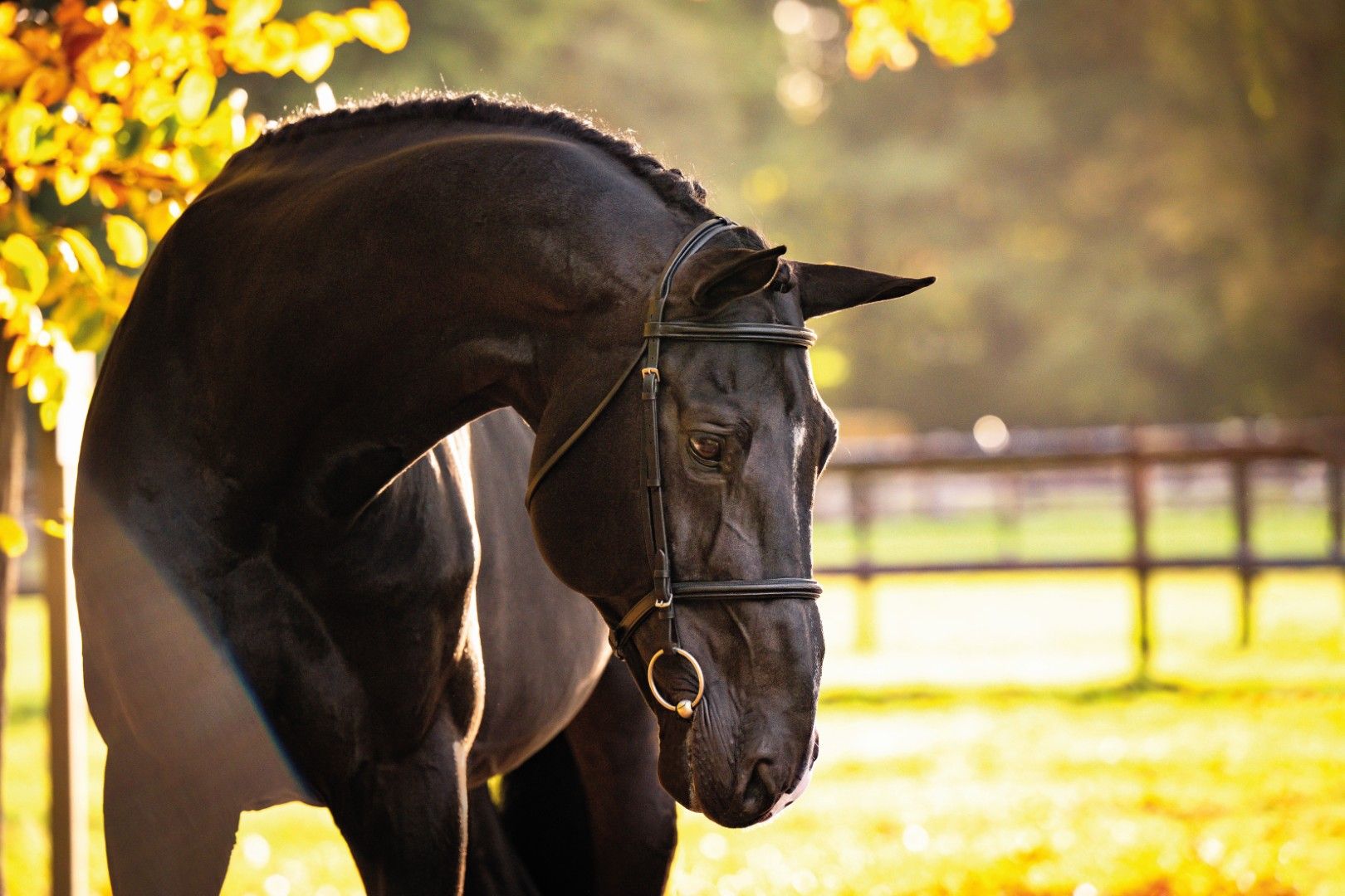DOMINATOR 2000 Z - His legacy is already written! | Studfarm